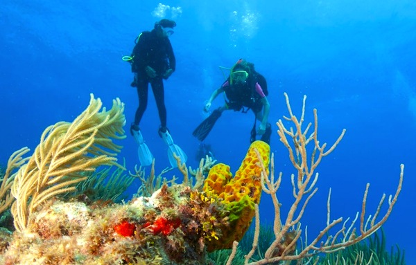 Coralli a Tobago